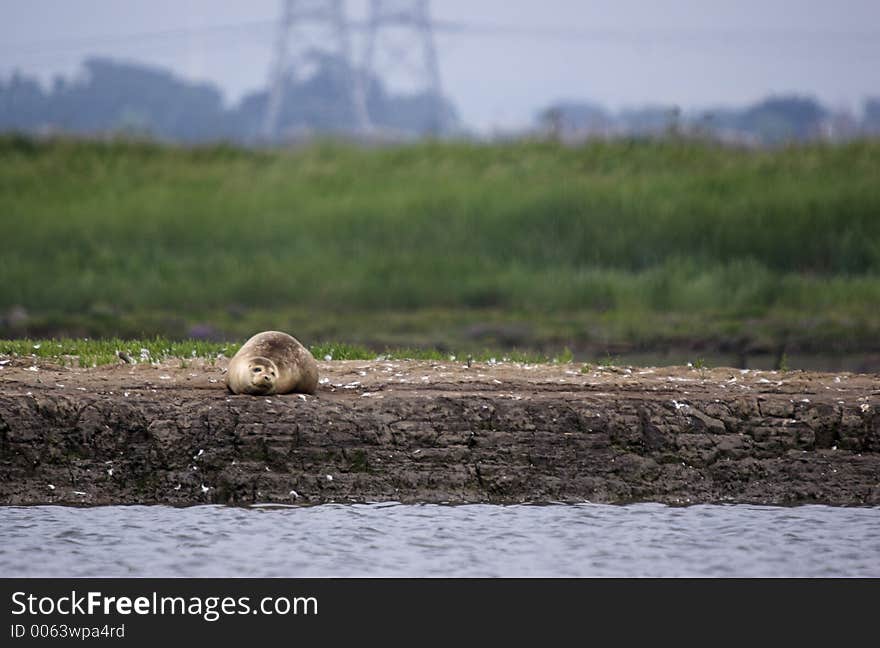 This shot of a lone common seal on a sand bank was captured at Seal Sands, Hartlepool, England, UK. This shot of a lone common seal on a sand bank was captured at Seal Sands, Hartlepool, England, UK.