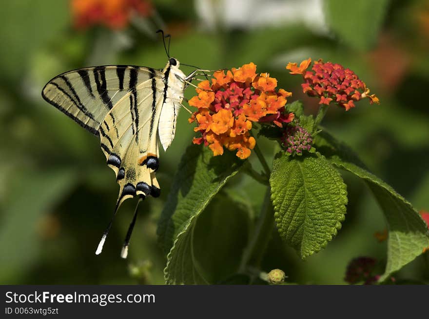 Swordtail Butterfly