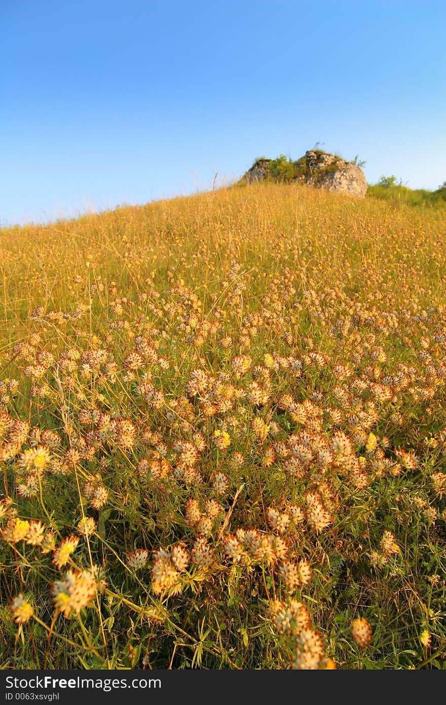 Hill full of flowers with a rock on it. Hill full of flowers with a rock on it.