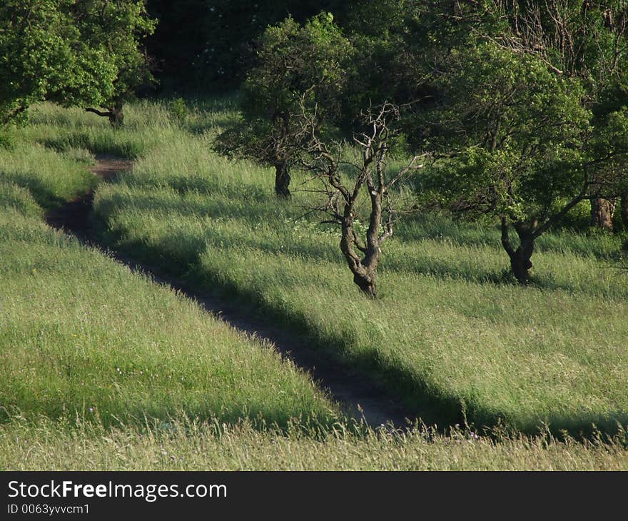 Walkway through grassland