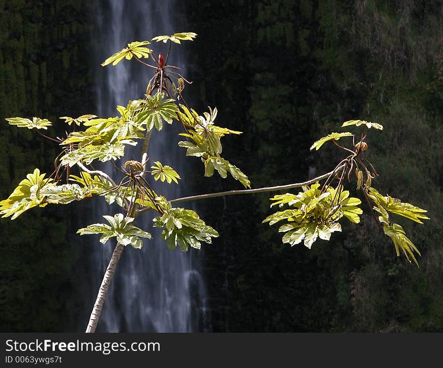 Waterfall behind a small tree somewhere in Hawaii, Big Island