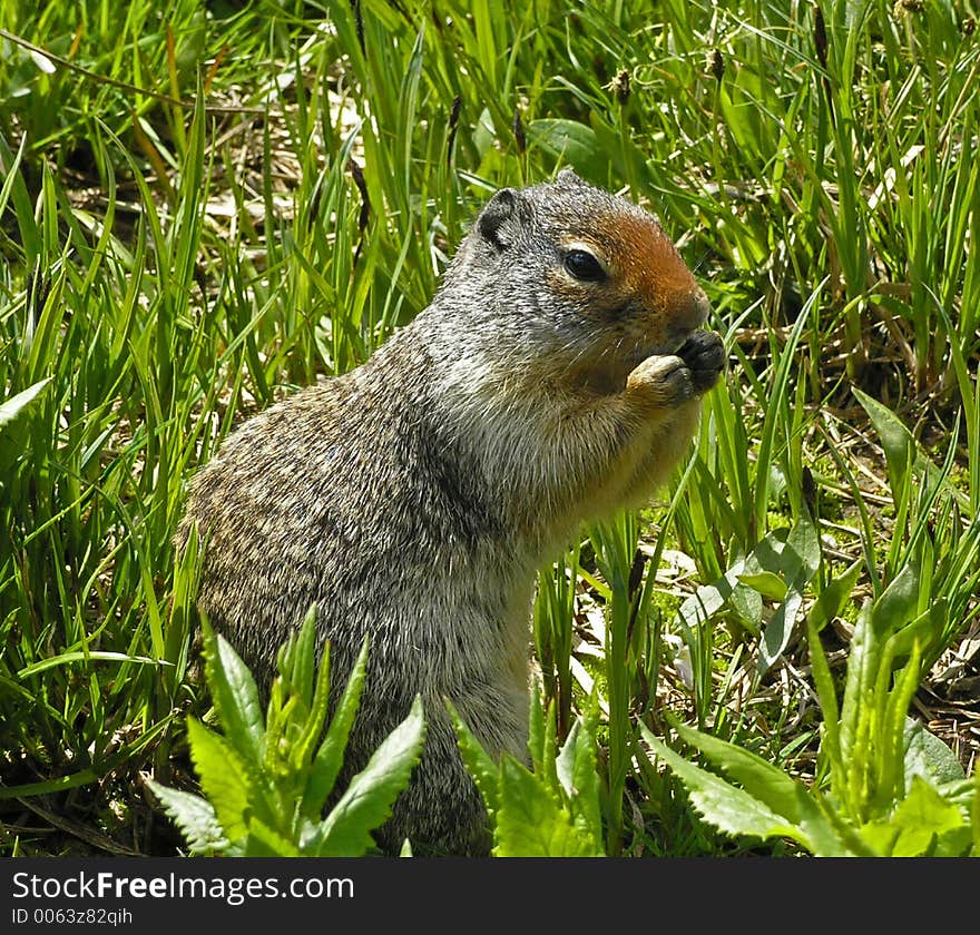 Columbia Ground Squirrel