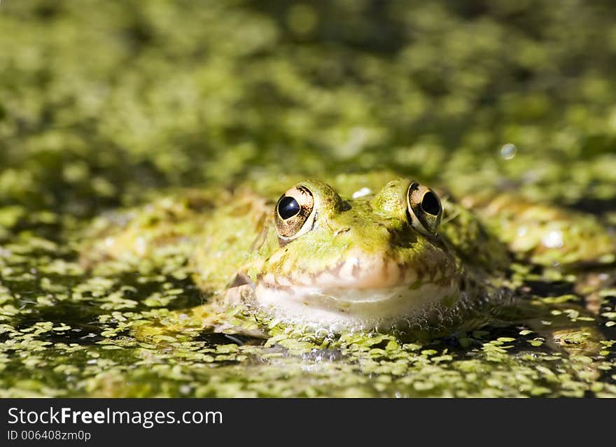 Close-up of a frog. Close-up of a frog