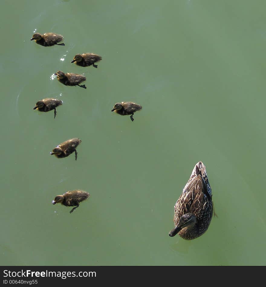 Wild duck with ducklings swimming in a pond