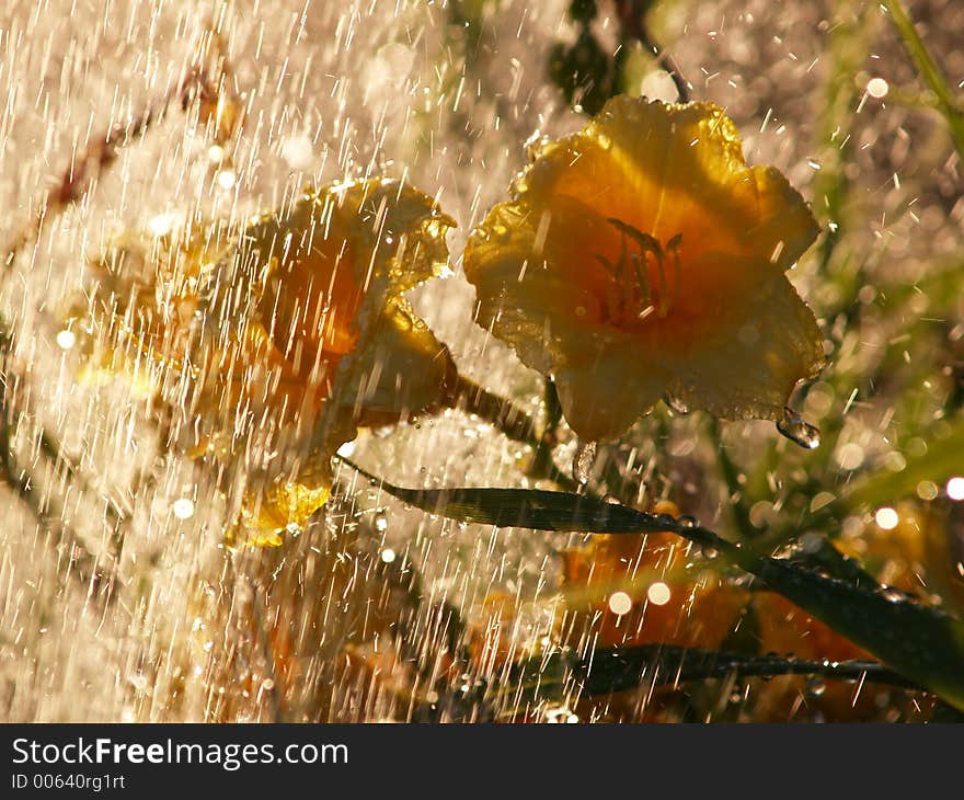 Yellow Daylilies In The Rain