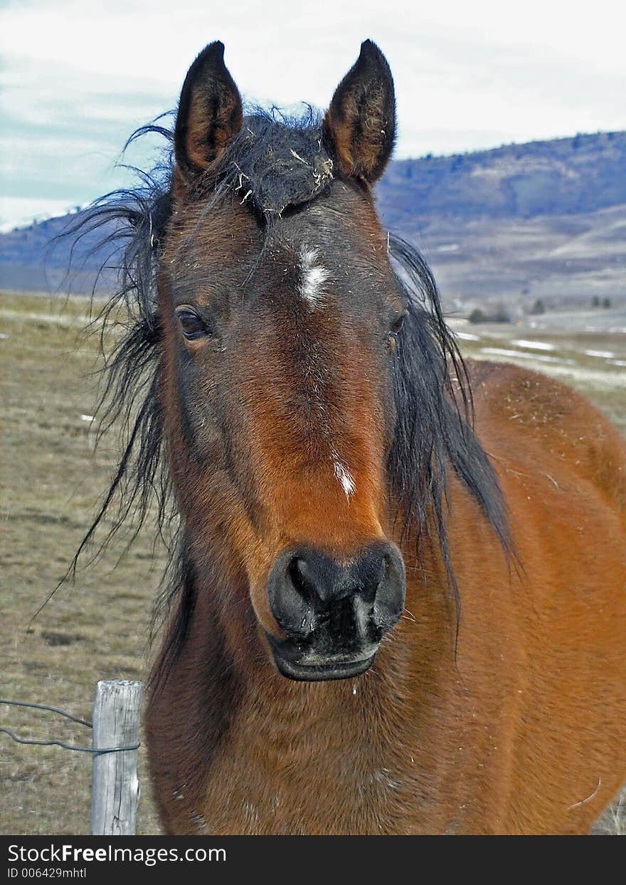 Range Horse