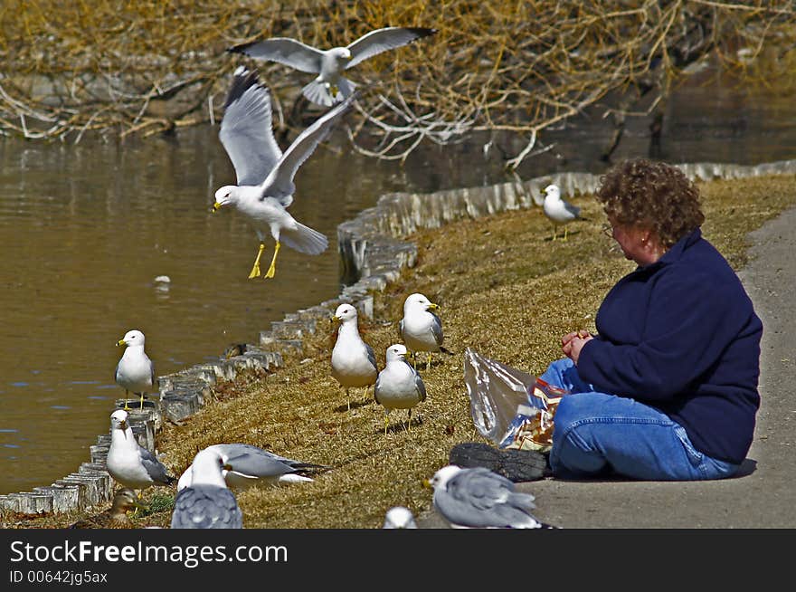 Woman Feeding Seagulls