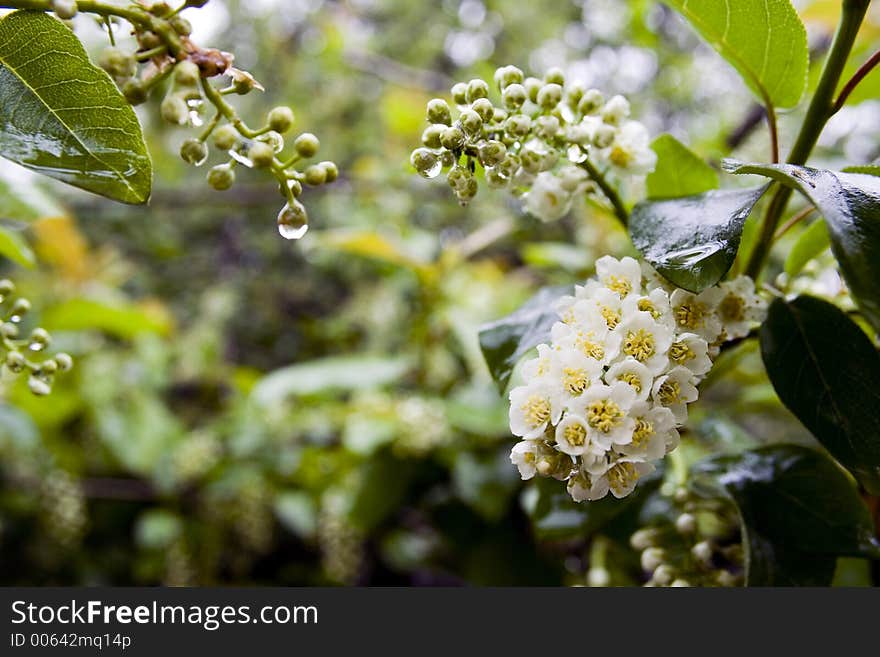 The focus on an inflorescence. The focus on an inflorescence