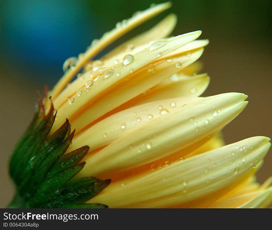 Yellow And Wet.