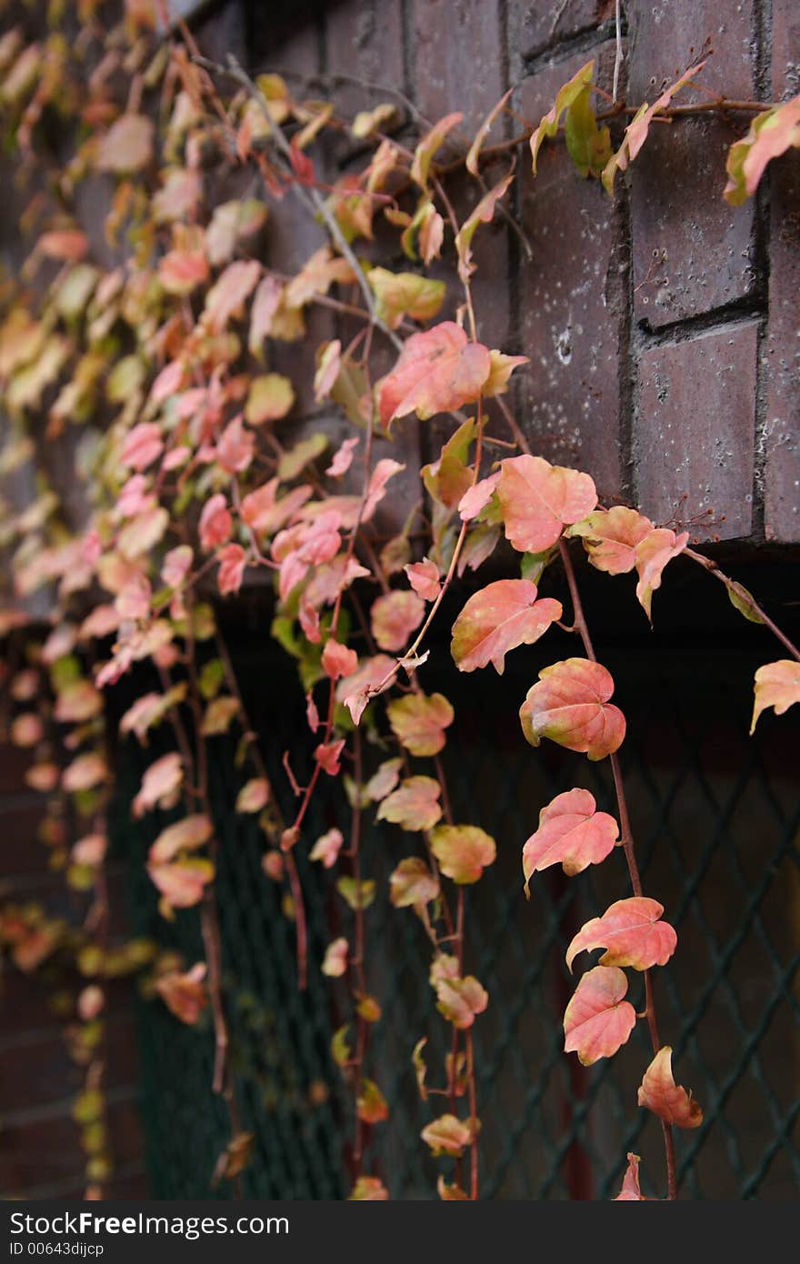 Ivy On A Brick Wall