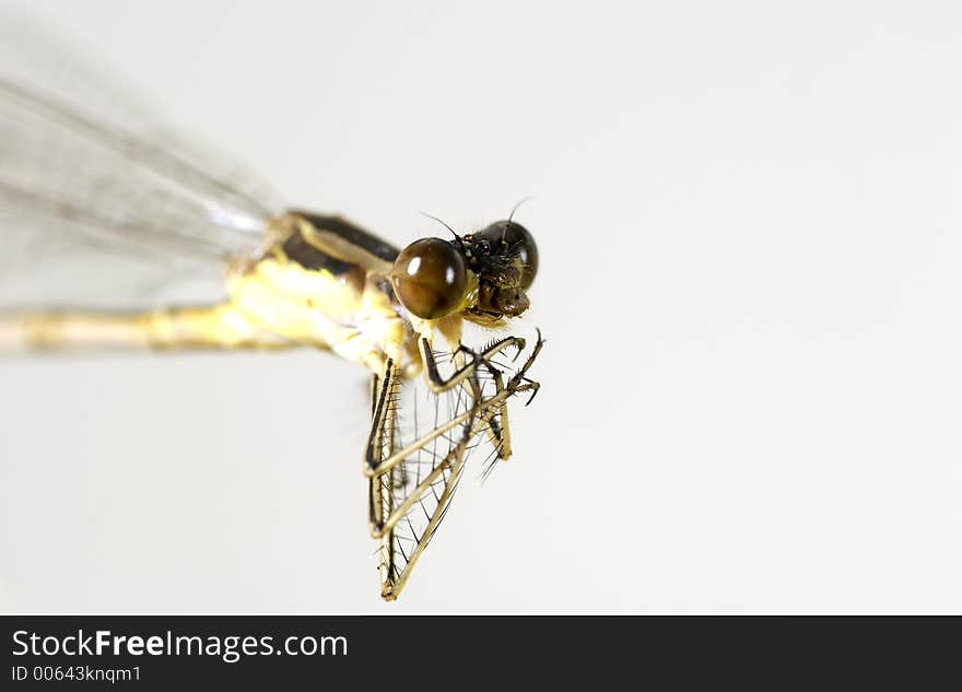 Macro Photo of a Dragon Fly. Macro Photo of a Dragon Fly