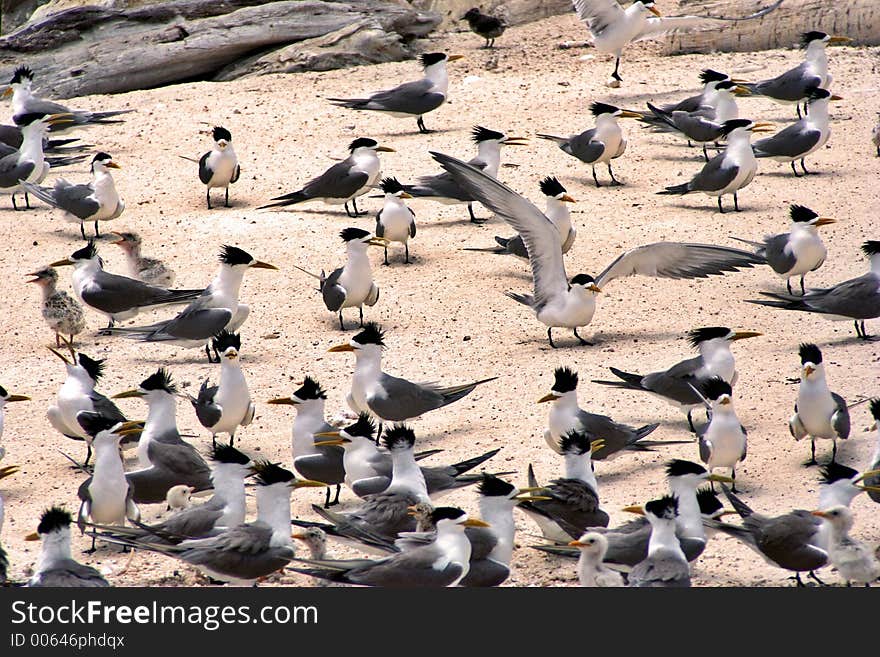 Seabirds nesting on a tropical beach. Seabirds nesting on a tropical beach