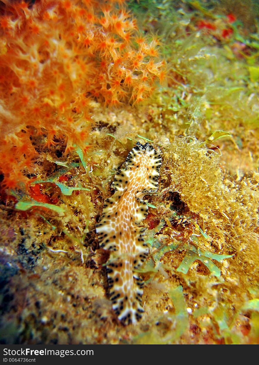 Marine Flatworm