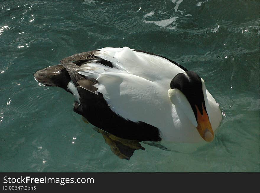 Common Eider