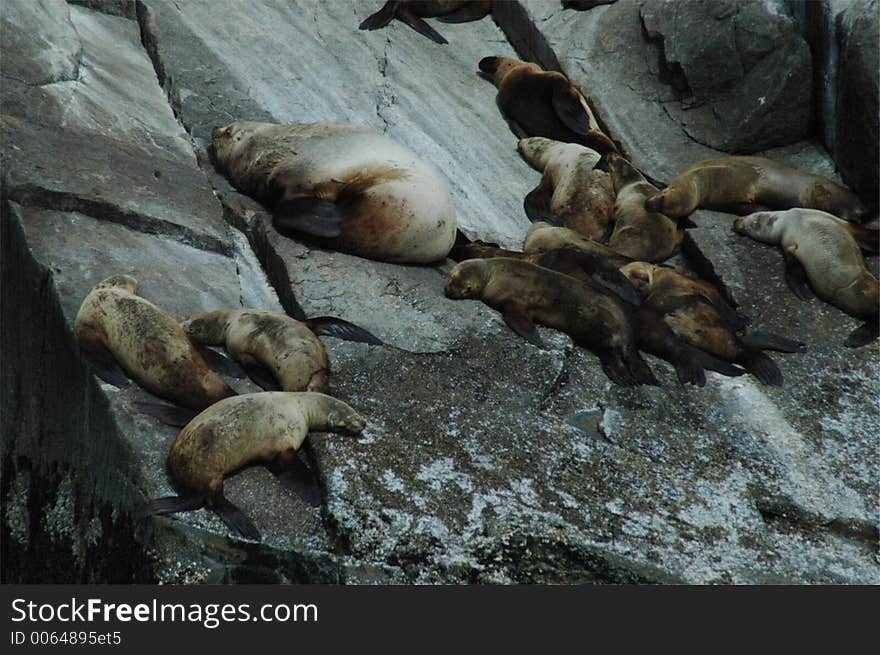 A group of Steller's Sea lions. A group of Steller's Sea lions.