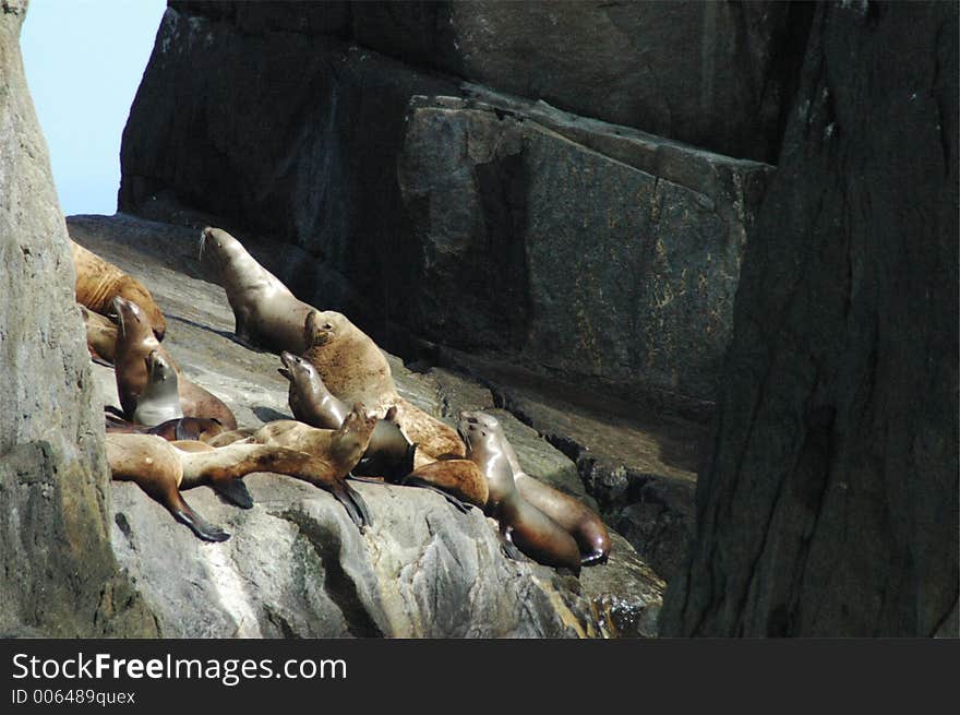 A male Steller's Sea Lion with his females. A male Steller's Sea Lion with his females.