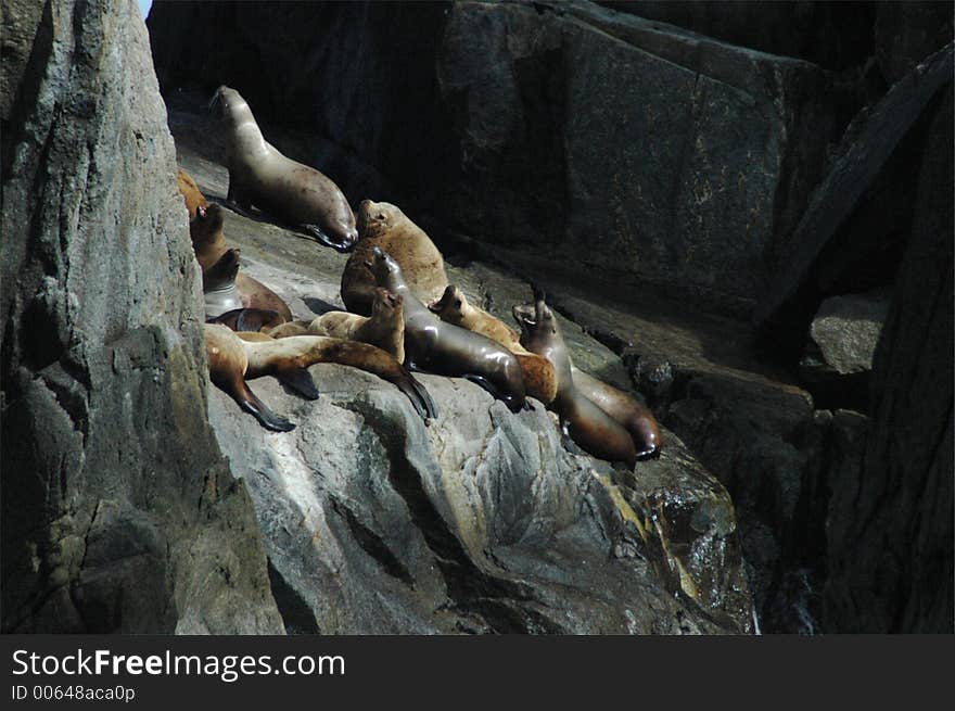 A male Steller's Sea Lion with his females. A male Steller's Sea Lion with his females.