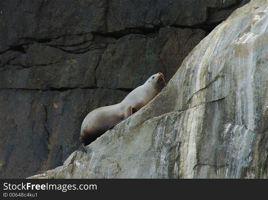 A Steller's Sea Lion climbing up to leap into the water. A Steller's Sea Lion climbing up to leap into the water.