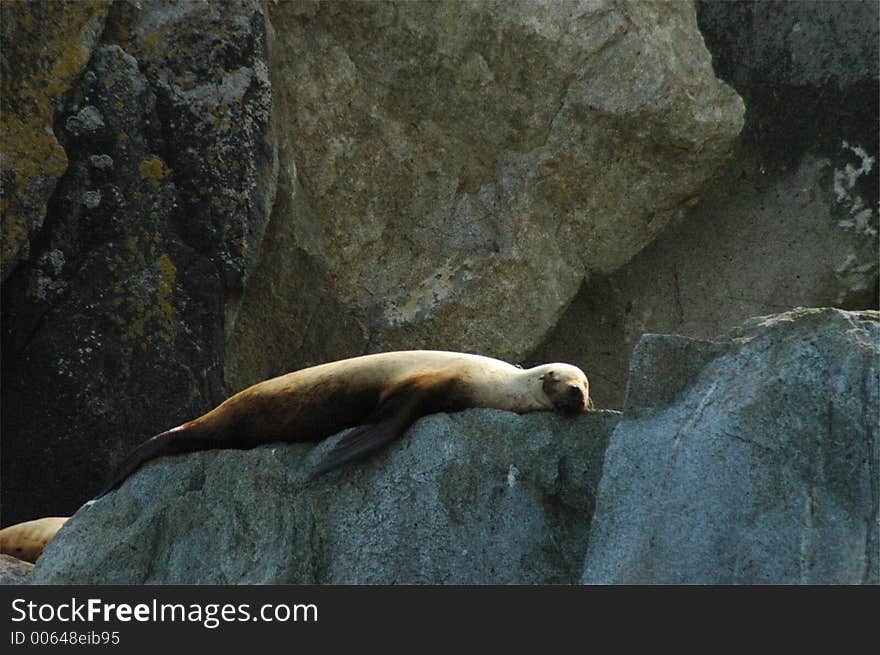 Sleep Steller s sea lion