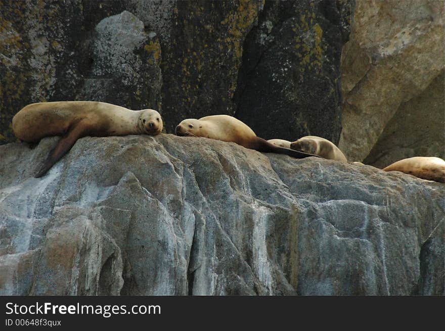 A group of female Steller's Sea lions. A group of female Steller's Sea lions.