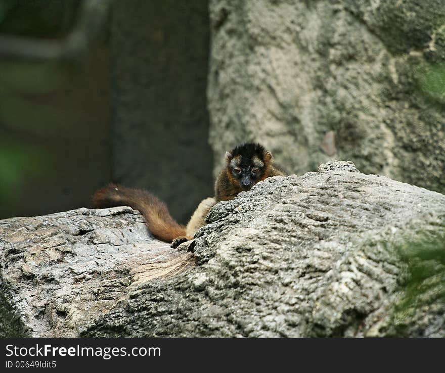 Sleepy Ring-Tailed Lemur