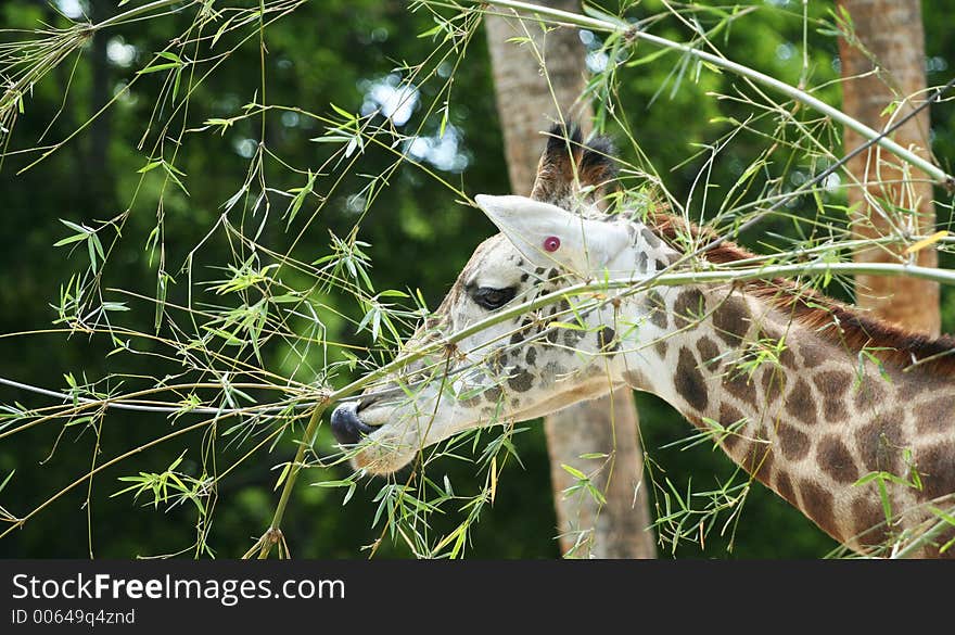 Giraffe having snack in the middle of the day