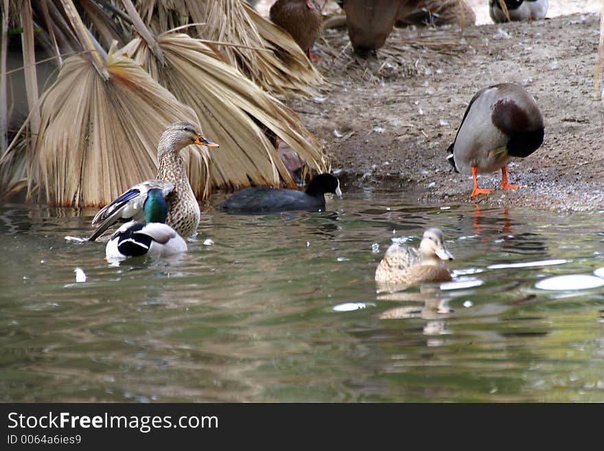 Ducks on a bank of a pond