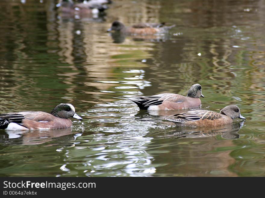 Ducks swimming in a pond.