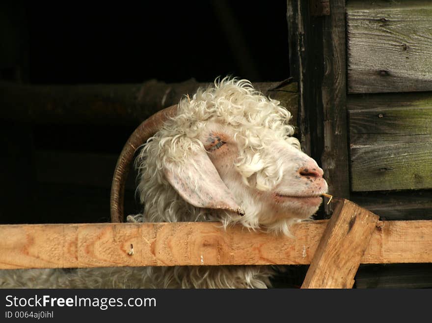 Curly haired goat with wonderful horns looks ober the gate of his shed. Curly haired goat with wonderful horns looks ober the gate of his shed