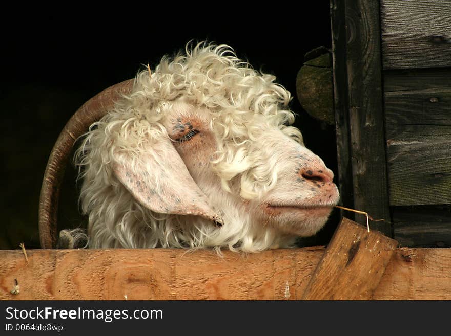 goat looks as if he is smoking because he has some straw sticking out of his mouth. goat looks as if he is smoking because he has some straw sticking out of his mouth