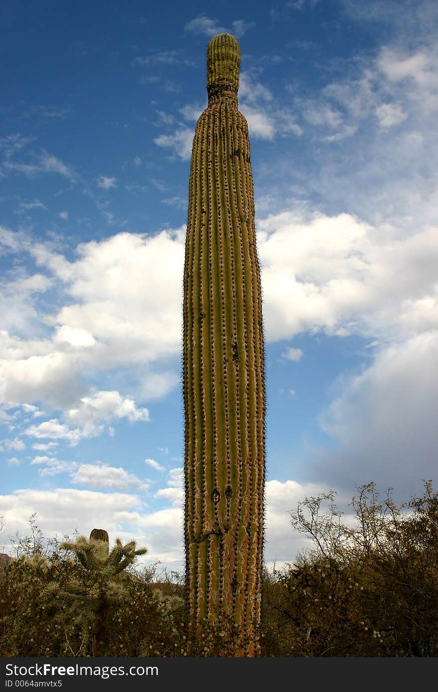 Cactus