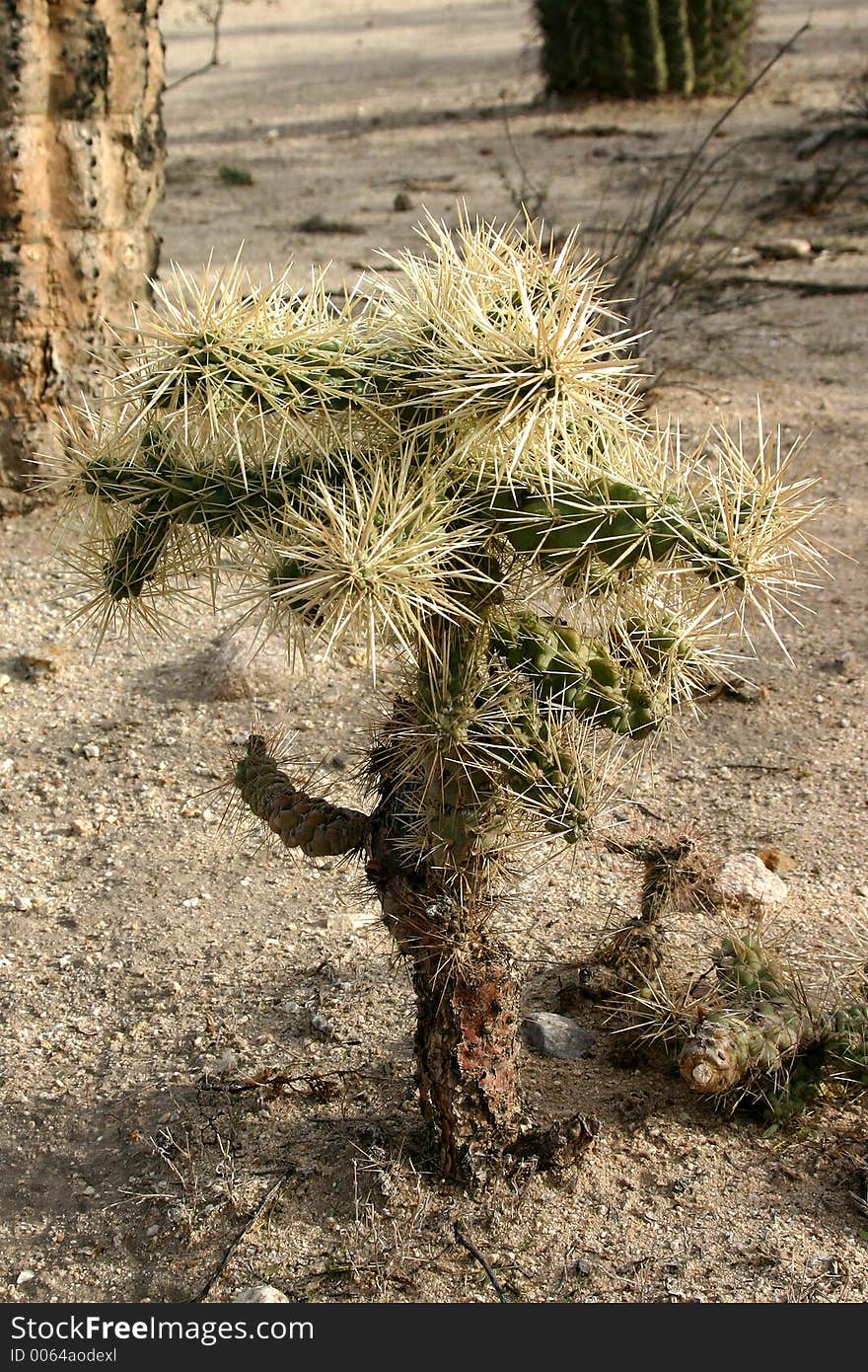 Fuzzy Cactus