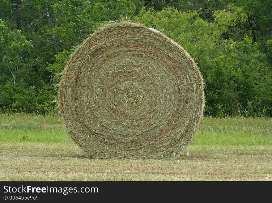 Round hay bale in the grass field. Round hay bale in the grass field