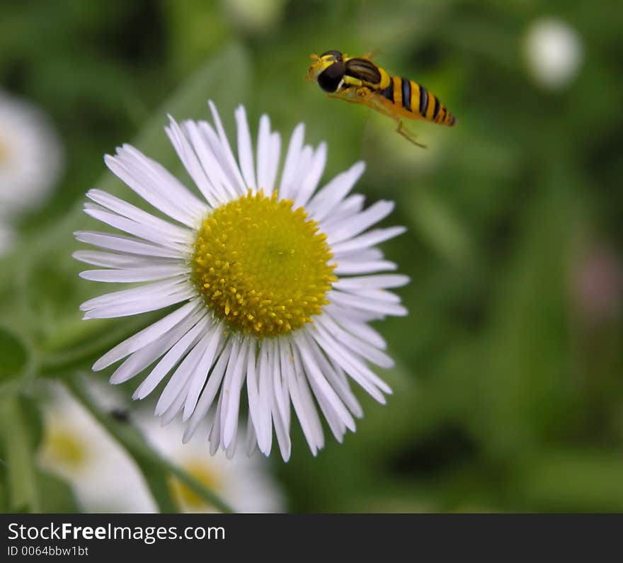 Flying bee near a tasty flower. Flying bee near a tasty flower......