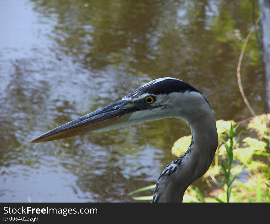 This guy practically begged to have his picture taken!. This guy practically begged to have his picture taken!