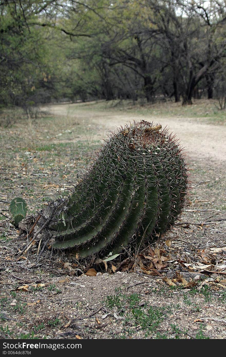 Leaning cactus on a path