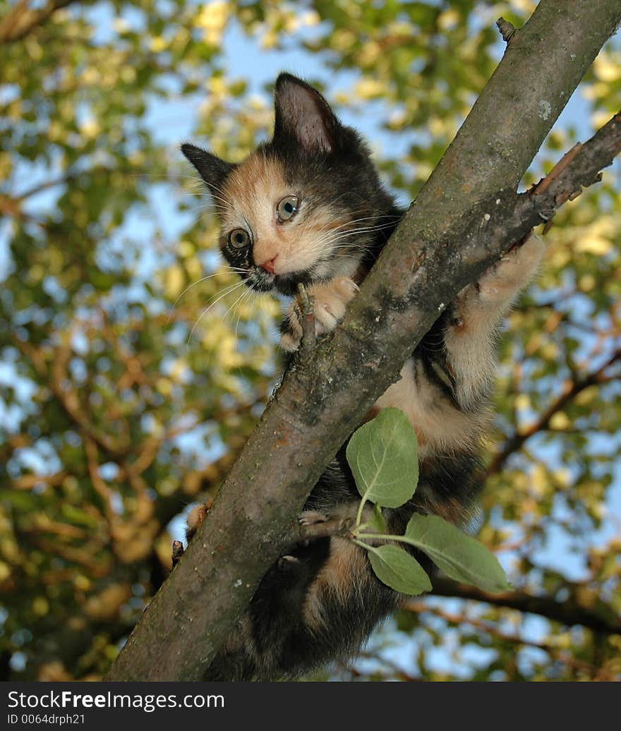 Kitten on the tree