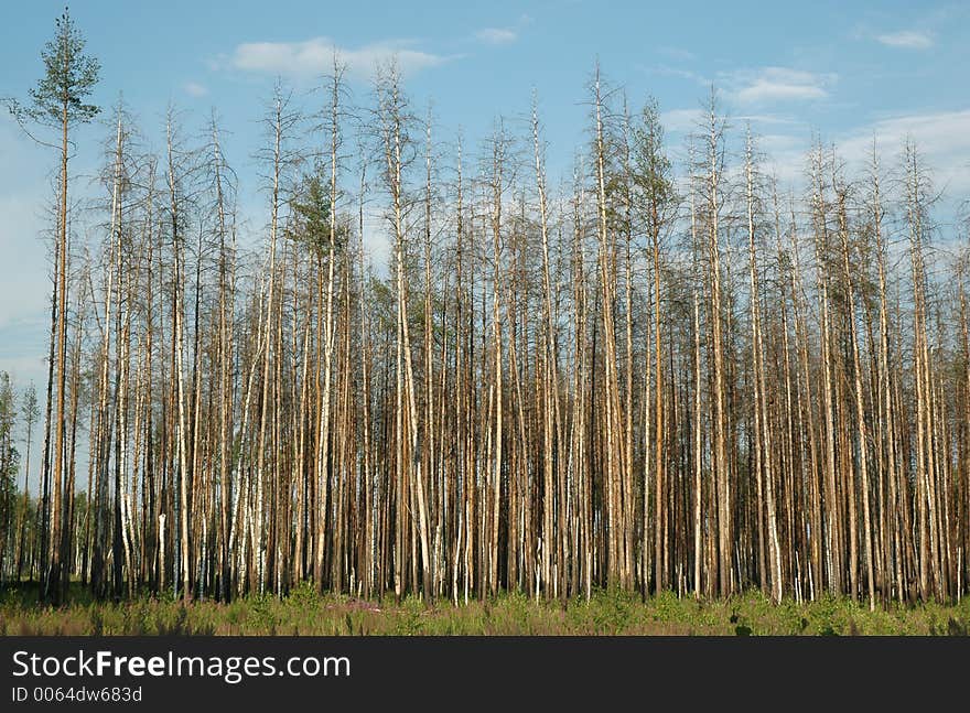 Dry pine forest