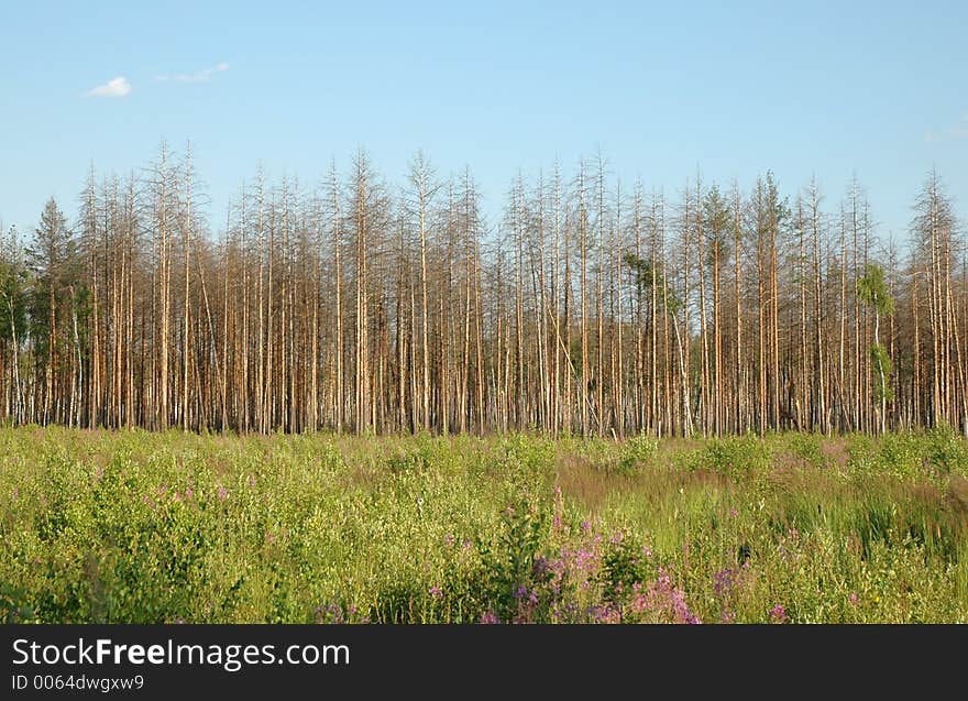 Dry pine forest and felling