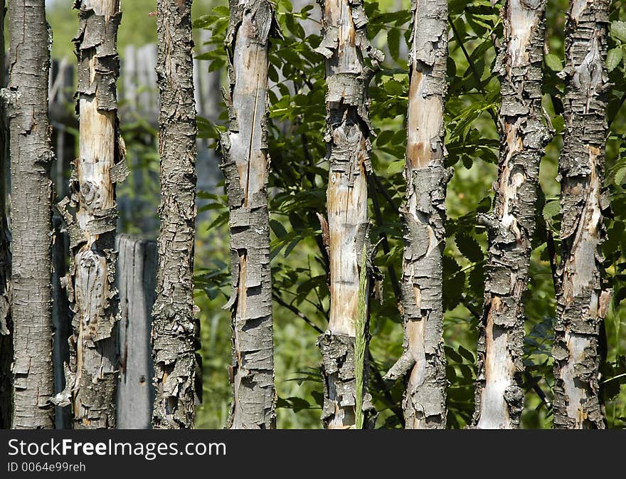 Wood fence