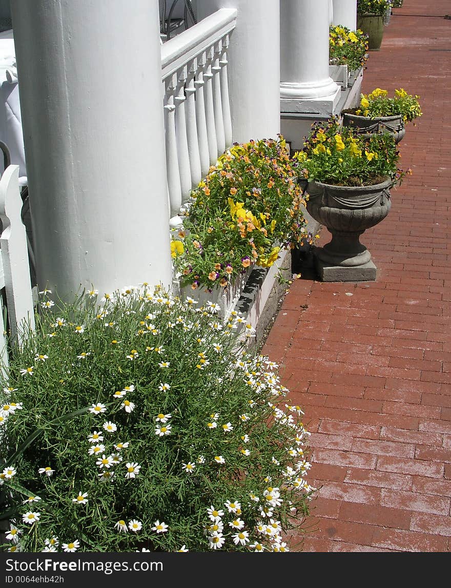 Flowers By The Sidewalk