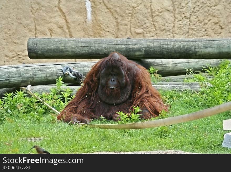 Male orangutan sitting on the grass