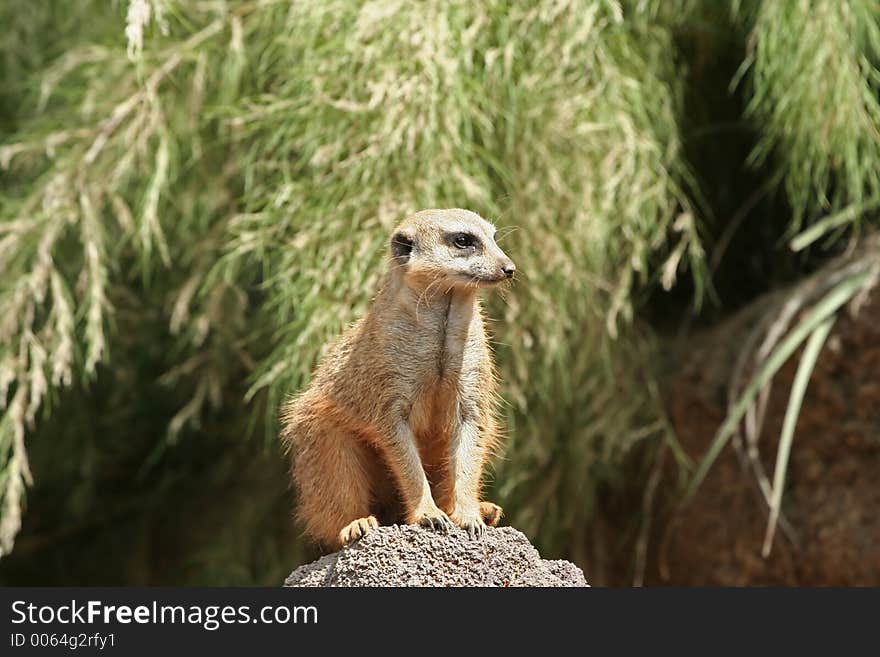 Meerkat Suricato Looking Down