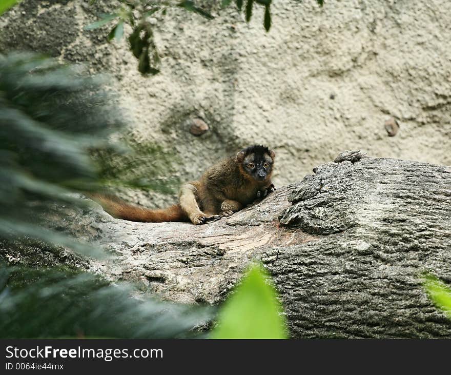 Ring-tailed Lemur