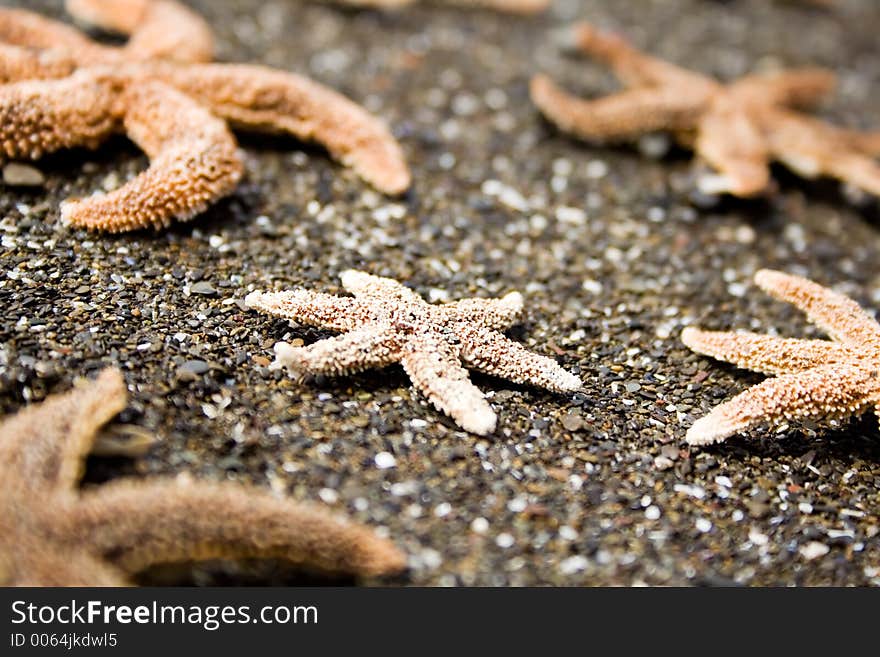 Starfish on a beach