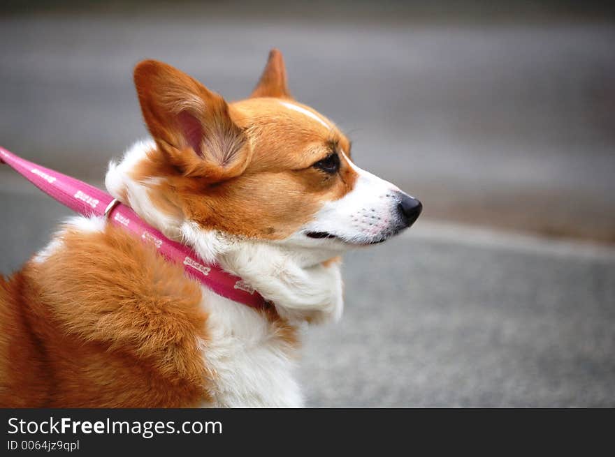 A portrait of a dog. A portrait of a dog.