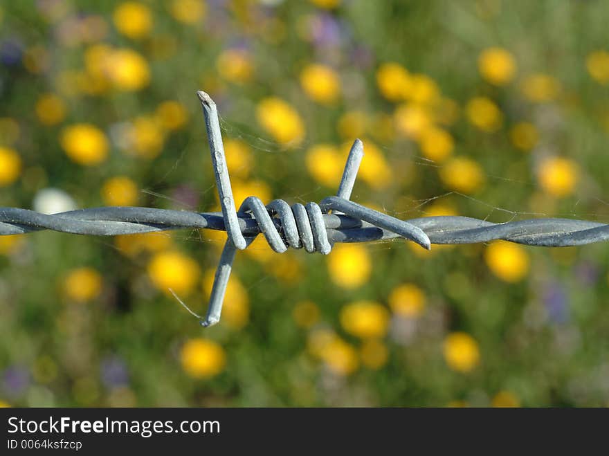 Barbed wire on the field of flowers background