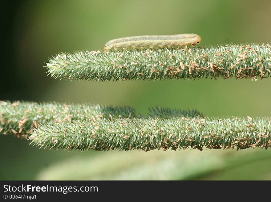 Caterpillar in a graminaceous