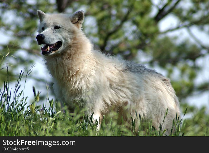 Arctic Wolf in forest.