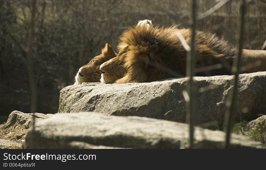 Sunbathing lions. Sunbathing lions